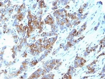 MUC1 Antibody / Mucin-1 - image 1
