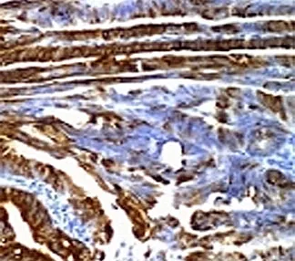 MUC2 Antibody / Mucin 2 - image 1