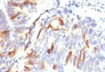 MUC2 Antibody / Mucin 2 - image 1