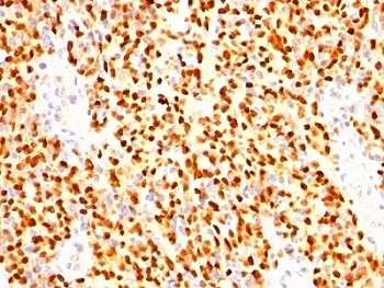 Myogenin Antibody / MYOG - image 1