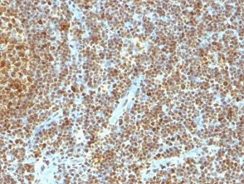 PCNA Antibody - image 1