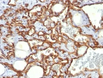 CD31 Antibody / PECAM-1 - image 1