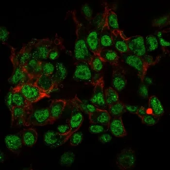 SUMO2/3 Antibody - image 1