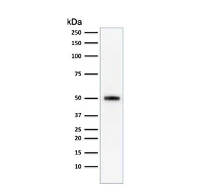 p53 Antibody / TP53 - image 1