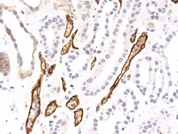 C4d / Complement 4d Antibody - image 1