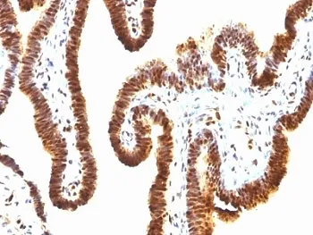 SUMO-1 Antibody - image 1