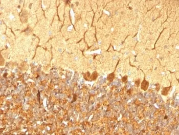 PGP9.5 / UchL1 Antibody - image 1