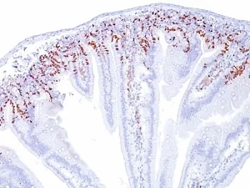 Bromodeoxyuridine / BrdU Antibody - image 1