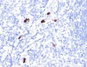 Myeloid Cell Marker Antibody - image 1