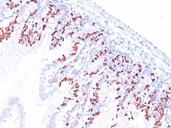 Bromodeoxyuridine / BrdU Antibody - image 1