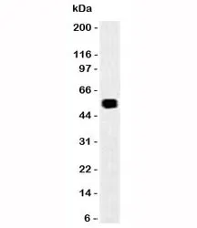EpCAM Antibody - image 1