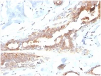 Lactoferrin Antibody / LTF - image 1