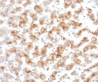 APOD Antibody / Apolipoprotein D - image 1