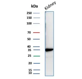 Napsin A Recombinant Antibody - image 1