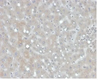 APOB Antibody / Apolipoprotein B - image 1