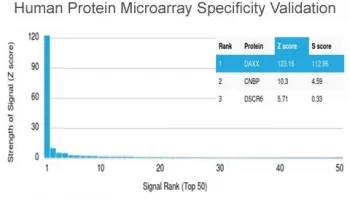 Daxx Antibody - image 1