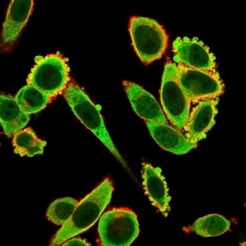 EIF2A Antibody / EIF2S1 - image 1