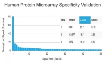NMI Antibody / N-myc and STAT interactor / N-Myc Interactor - image 1