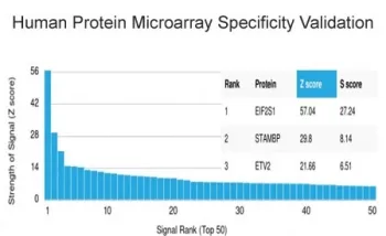 EIF2A Antibody / EIF2S1 - image 1