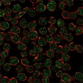 RXR beta Antibody / RXRB - image 1