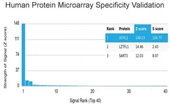 PGP9.5 / UchL1 Antibody - image 1