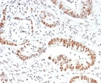 MSH2 Antibody - image 1
