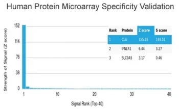 Clusterin Antibody / Apolipoprotein J / APO-J - image 1