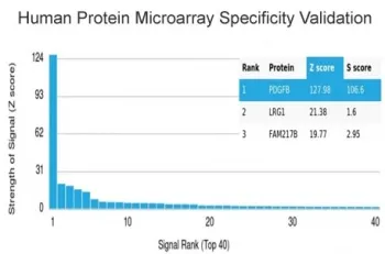 PDGF beta Antibody - image 1