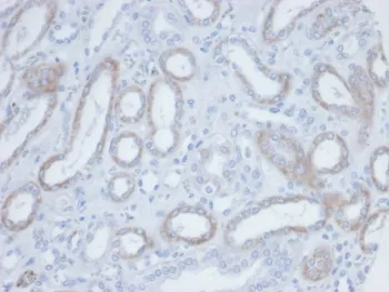 Biotin / Vitamin B7 / Vitamin H Antibody - image 1