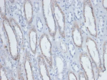 Biotin / Vitamin B7 / Vitamin H Antibody - image 1