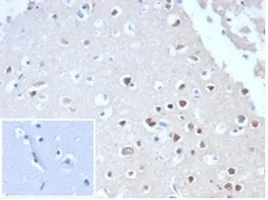 NeuN Recombinant Antibody / Fox3 - image 1