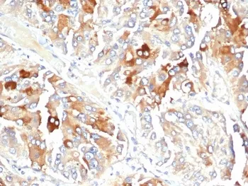 Clusterin Antibody / Apolipoprotein J / APO-J - image 1