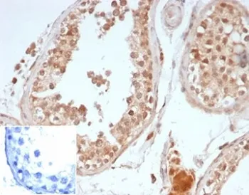 Oct4 Recombinant Antibody / POU5F1 - image 1
