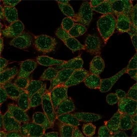 IRF9 Antibody / Interferon regulatory factor 9 - image 1