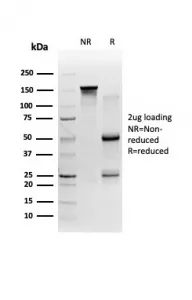 58K Golgi protein Antibody / Golgi Marker - image 1