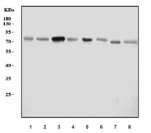 Acid Phosphatase Antibody / ACP2 (Lysosomal) - image 1