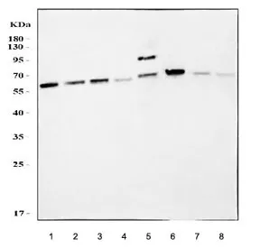 AKT3 Antibody - image 1