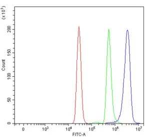 APAF1 Antibody - image 1