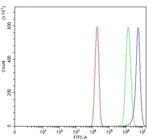 CCR7 Antibody - image 1