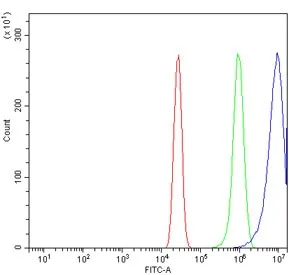 PPAR gamma Antibody / PPARG - image 1