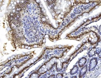 HNF4A Antibody - image 1