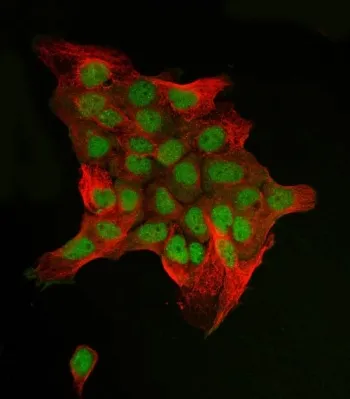 c-Jun Antibody / JUN - image 1