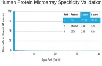 Clusterin Antibody / Apolipoprotein J / APO-J - image 1