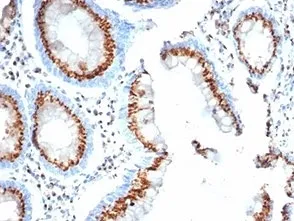 Golgi Antibody / GLG1 - image 1