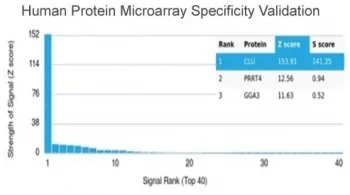Clusterin Antibody / Apolipoprotein J / APO-J - image 1