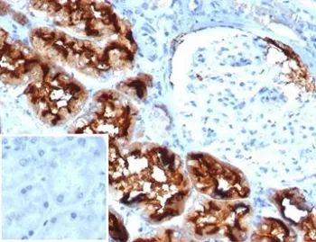CD13 Antibody / ANPEP - image 1