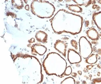 HSP90 beta Antibody / HSP90AB1 - image 1