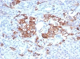CD99 Antibody / MIC2 - image 1