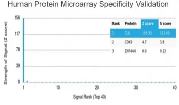 Clusterin Antibody / Apolipoprotein J / APO-J - image 1