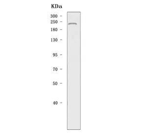 DNA methyltransferase 1 Antibody / Dnmt1 - image 1